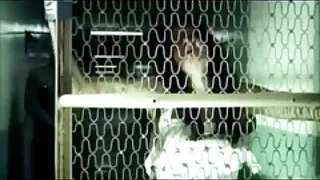 Damon mówi pieprzy dwa kurczaki na darmowe filmy xxl stole bilardowym.